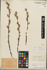 Foto von Salix iliensis Regel